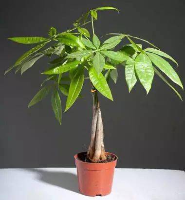 发财树摆放在客厅哪里最旺