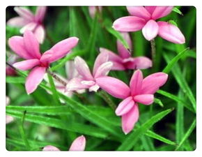 生辰花大全