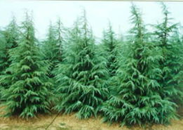 雪松是什么植物