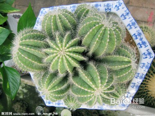 仙人掌的种植方法