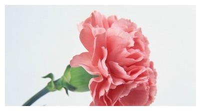 康乃馨真花照片