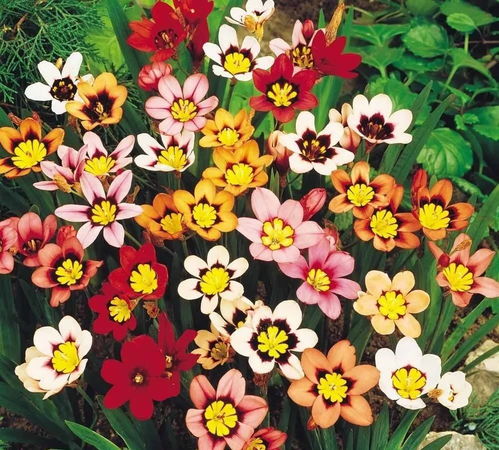 春天各种花的图片