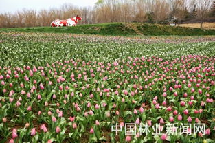 北京鲜花港简介