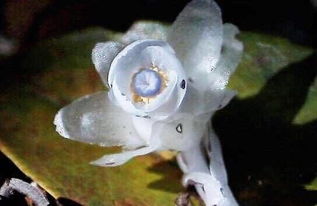 四大冥界之花