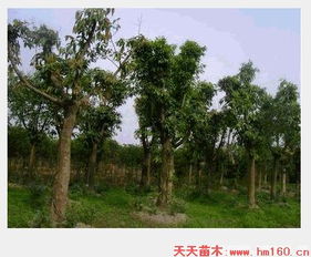 黄葛树和黄桷树的区别 黄葛树和黄桷树的区别