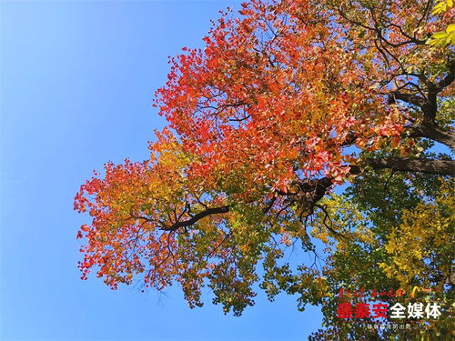 红叶乌桕