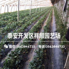 苗木信息网批发