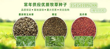 波斯菊种子图片大全