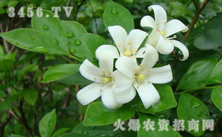 九里香适合养在室内吗