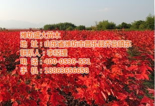 红枫图片高清唯美