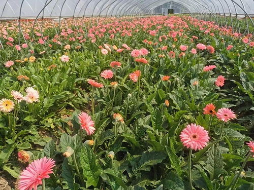 扶郎花的寓意和禁忌