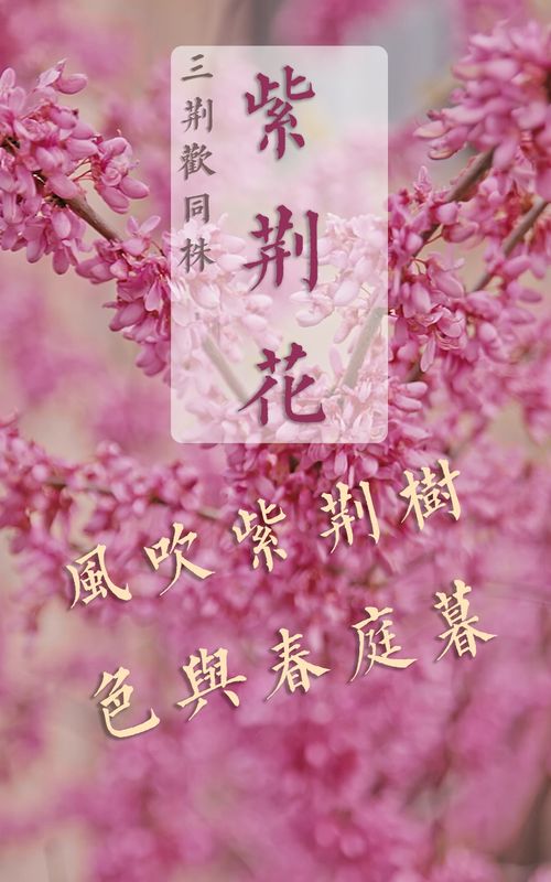 为什么说紫荆花不吉利