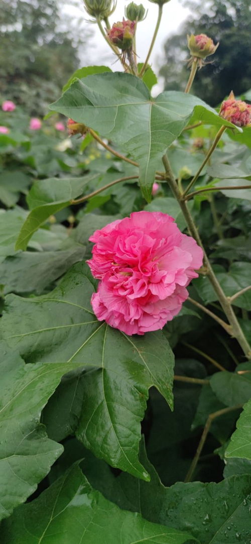 芙蓉花长什么样子