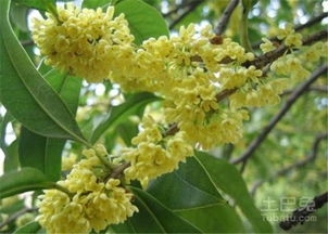 桂花价格行情
