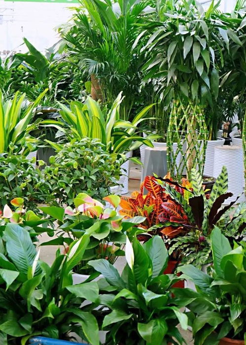 西安花卉市场营业时间 西安花卉市场营业时间