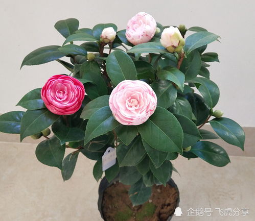 茶花怎么养(新手必看)