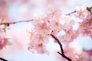 十种表示暗恋的花