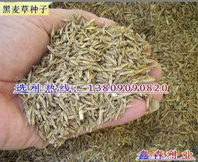 黑麦草种子图片 黑麦草种子图片
