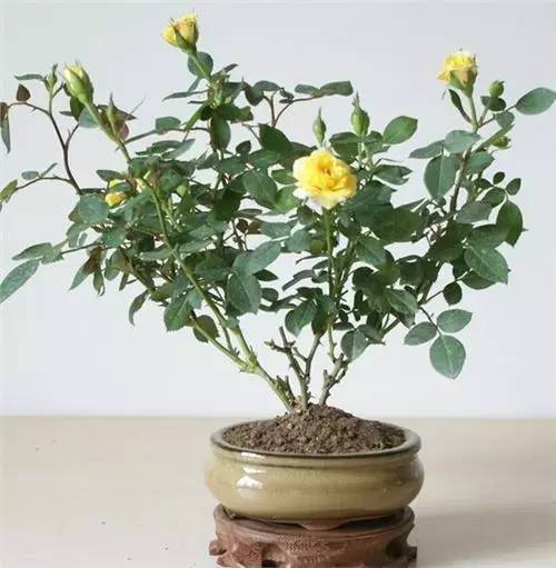 花语大全50种花
