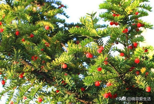 红豆杉几级保护树