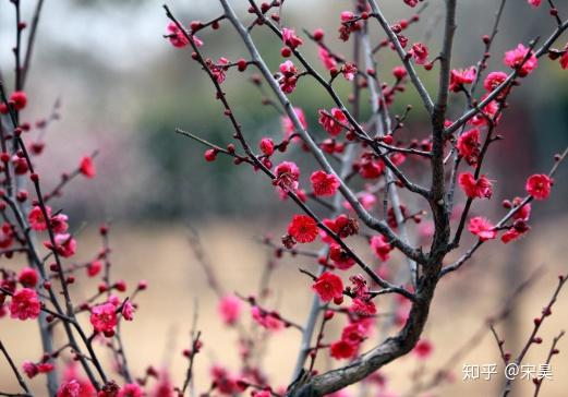 中国国花是牡丹还是梅花