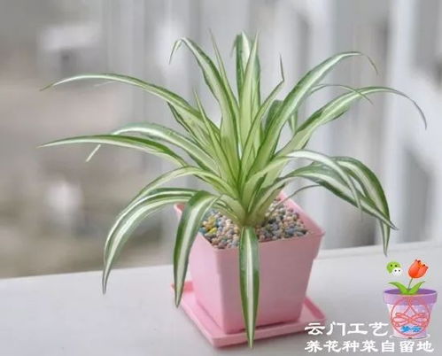 室内适合养什么植物 室内适合养什么植物