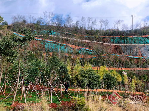 昆明苗圃基地联系方式 昆明苗圃基地联系方式