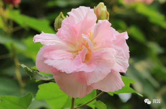 木芙蓉叶