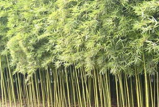 金镶玉竹子