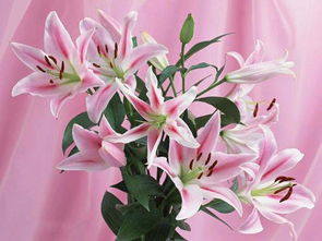 百合花什么意思寓意