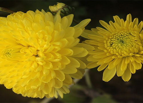 日本菊花的象征意义