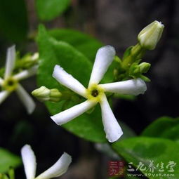 络石藤的高清图片