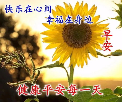 经典的鲜花寄语