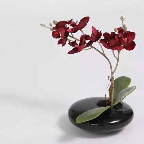 蝴蝶兰花苞还没开就枯萎了怎么办