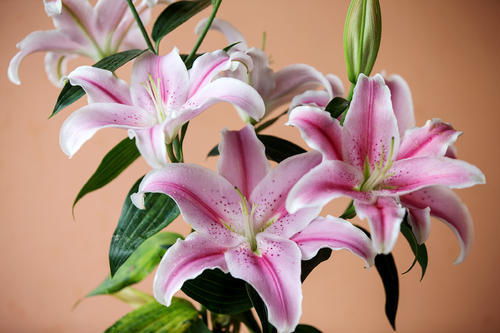 百合花开