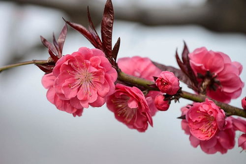 紫蔷薇花图片