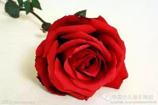 玫瑰之约鲜花代运营