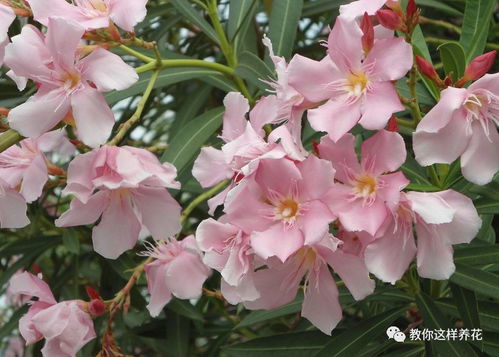 白色杜鹃花花语
