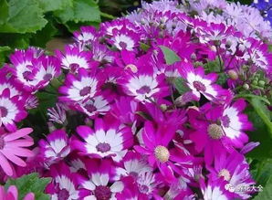 1000种花名 1000种花名