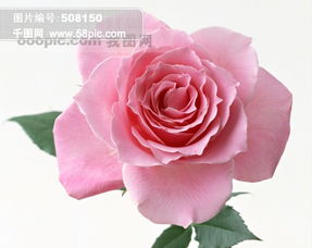 粉红玫瑰花语的准确意思