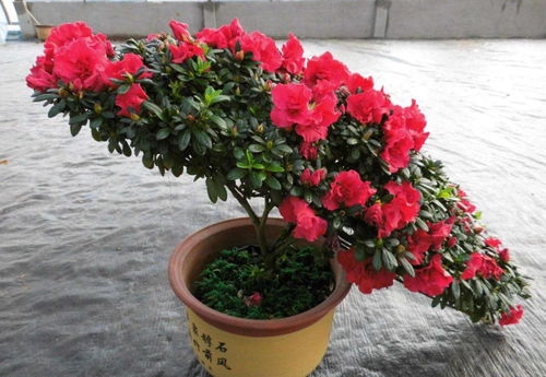 家里为什么不能养杜鹃花