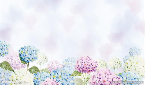 绣球花图片手绘