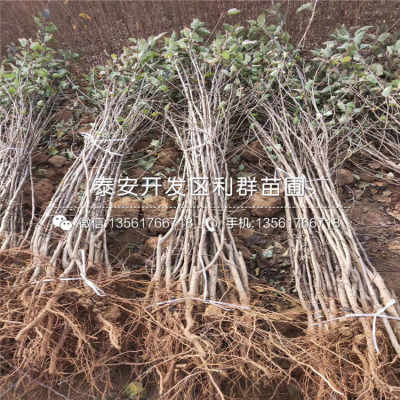 哪里有树苗批发
