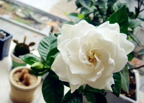 白色栀子花花语