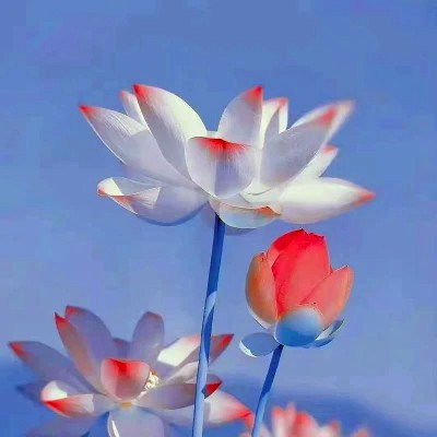 好看的花图片头像