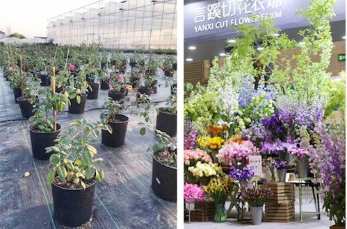 鲜花网站扬州