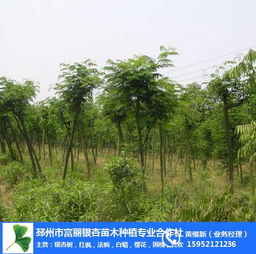 合欢树价格表