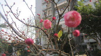 遂宁花花论谈