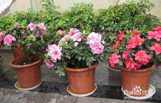 怎么养杜鹃花