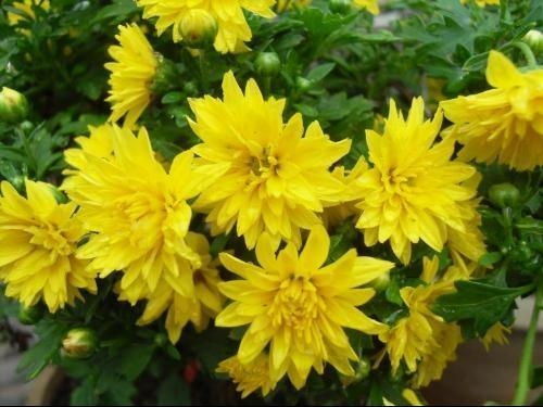 花种类大全 花种类大全